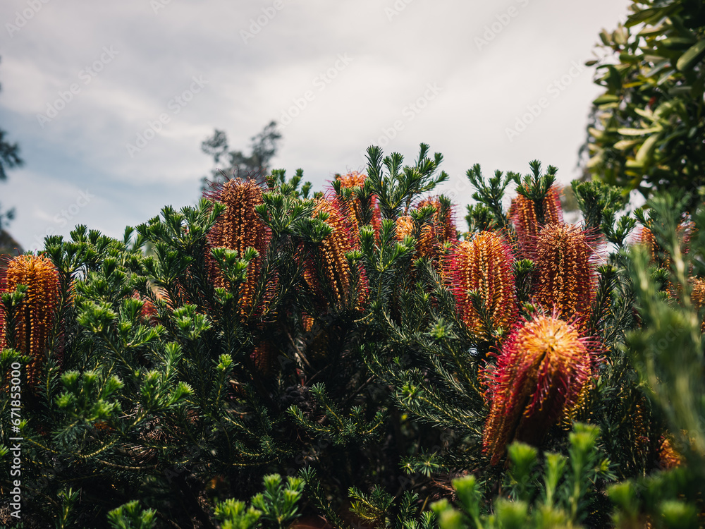 Banksia flower Banksia flower