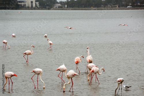 A flock of pink flamingos walks on the water in the sea near the shore