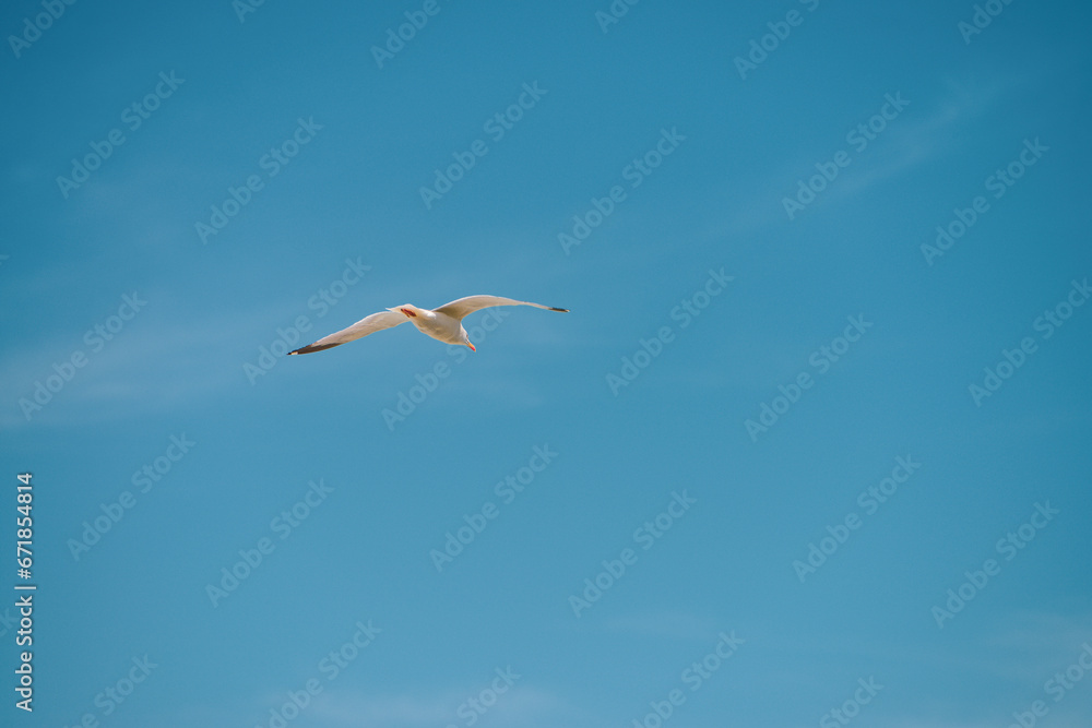 Obraz premium Seagull flying