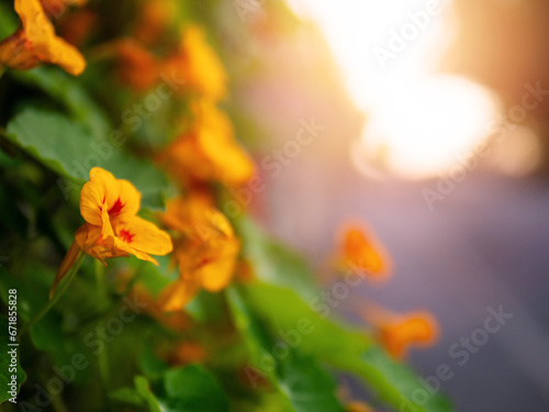 Yellow flower grows by a foot path. Selective focus. Sun flare and glow. Light and airy look. Nature beauty. Scene in a park. © mark_gusev