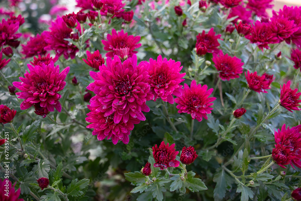 There are drops of water on the petals of a pink flower There are drops of water on the petals of a pink flower