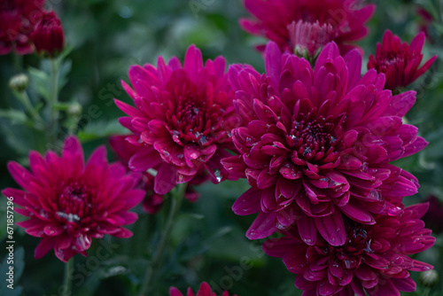 Close-up of burgundy chrysanthemum with tent drops