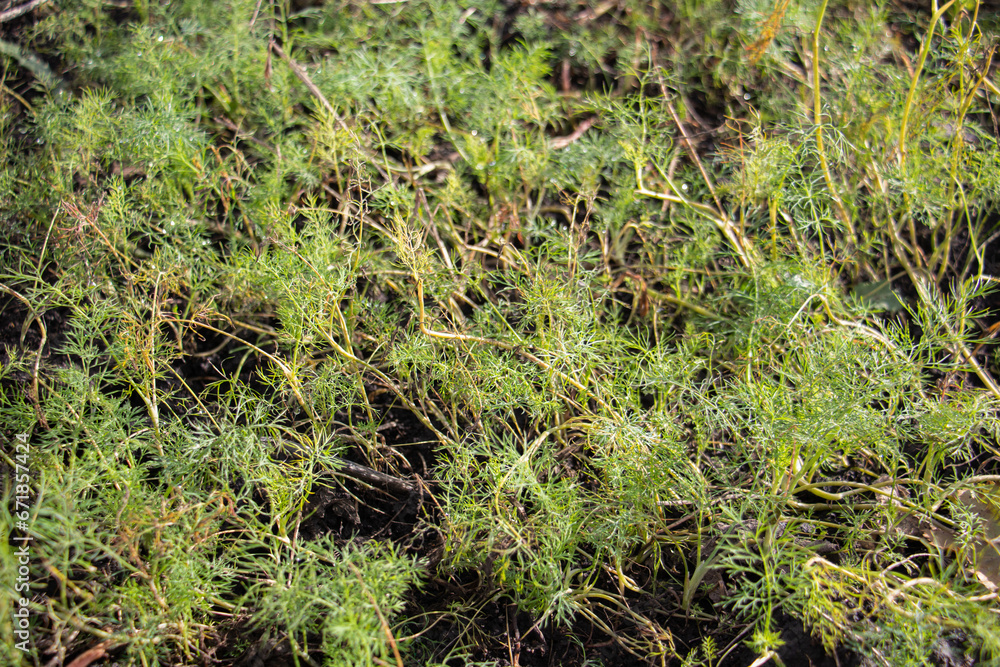 growing dill in the garden growing dill in the garden
