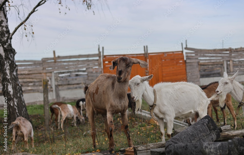 Obraz premium cows in the farm