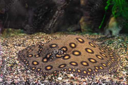 Stingray motoro, Potamotrygon motoro in an aquarium on sandy bottom. Freshwater river spotted brown stingray peacock lying in aquarium pool, close up. Wild animal, zoology, aquatic creature photo