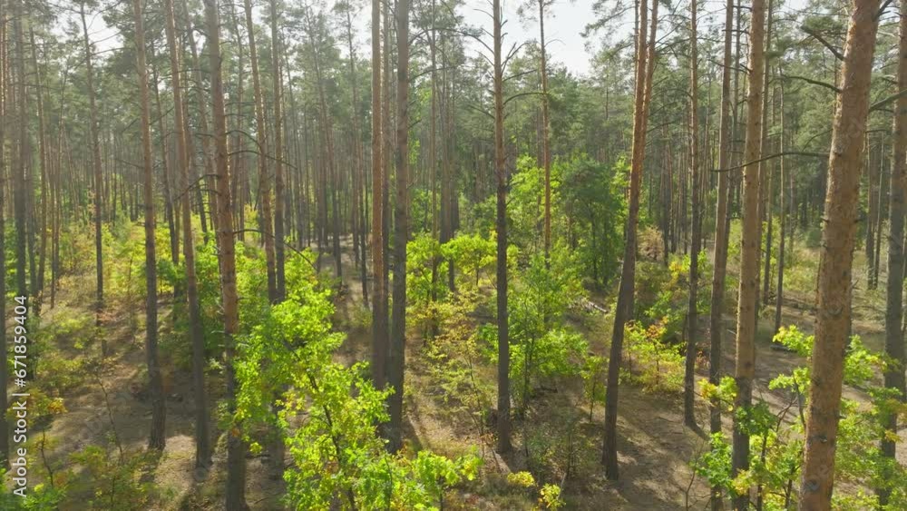Wind leaves autumn summer green sun nature view tree forest Wind leaves autumn summer green sun nature view tree forest