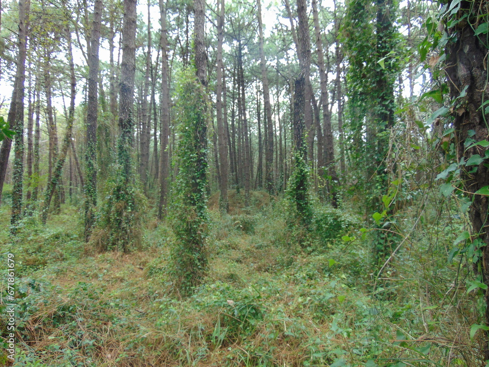 Obraz premium Profundo bosque de pinos