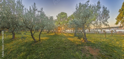 Panoramic picture of an olive grove at sunset
