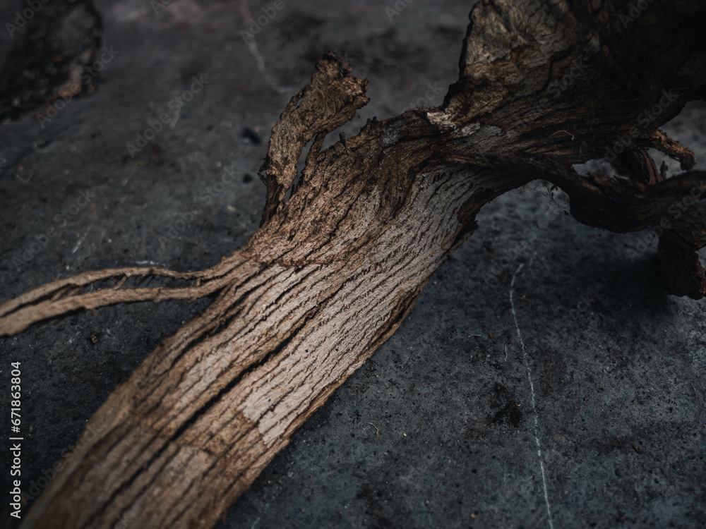 Fallen tree bark Fallen tree bark