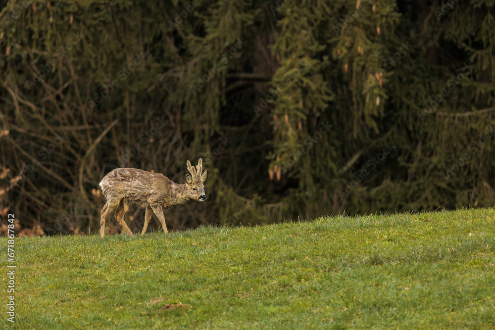 2023-03-12, GER, Bayern: Ein Rehbock am Waldrand. 2023-03-12, GER, Bayern: Ein Rehbock am Waldrand.