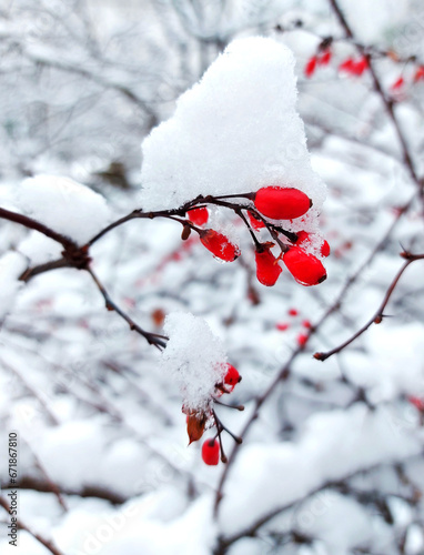 Vibrant red barberry branches under a layer of snow in winter. Red berries winter background