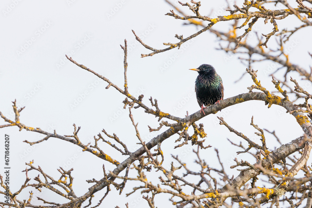 2023-03-12, GER, Bayern: Ein Star im Baum. 2023-03-12, GER, Bayern: Ein Star im Baum.