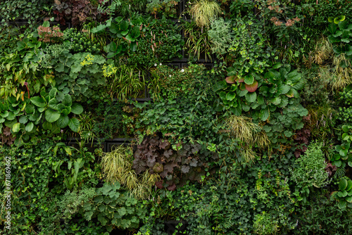 Green wall of plants. Green wall texture background. Wall of green plants.