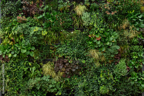 Green wall of plants. Green wall texture background. Wall of green plants.