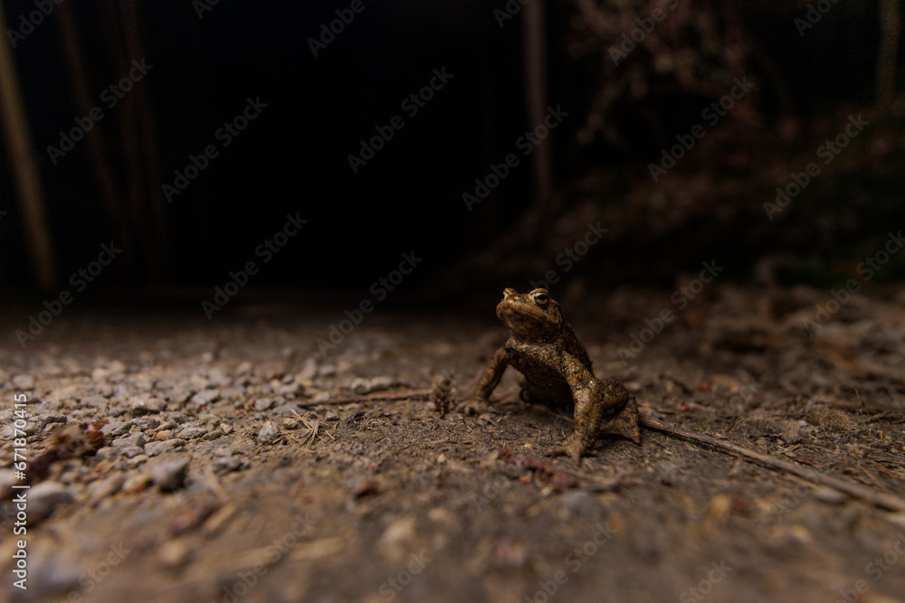 Obraz premium Erdkröte