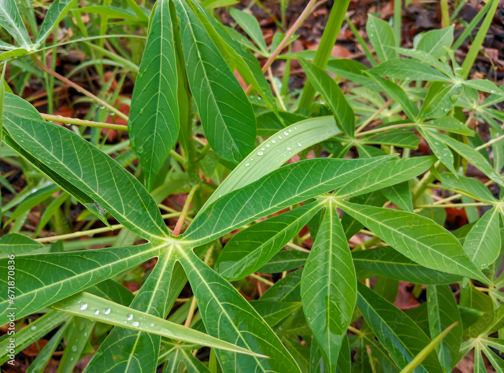 the surface of a natural fresh green leaf from a close distance the surface of a natural fresh green leaf from a close distance