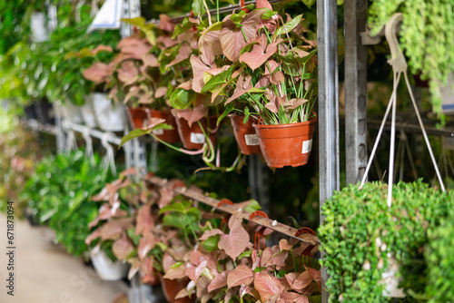Many pots of red sigonium hang on rack in plant store