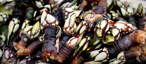 boiled goose neck barnacles or Galician barnacles (Pollicipes pollicipes) - known in Spain as percebes photo