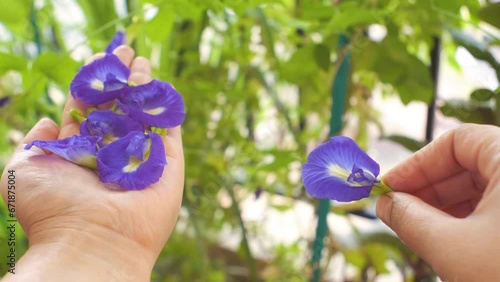 Woman holding fresh butterfly pea flowers in her left hand and showing the anatomy of the flower, front and back side, in a close up view photo