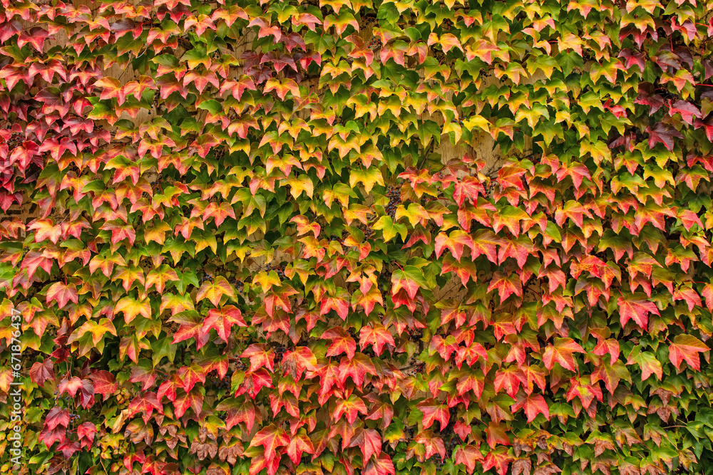 Parthenocissus tricuspidata (grape family, Vitaceae) with green and red leaves evenly on the wall on an autumn day, natural foliage background. Japanese creeper plant, Boston ivy