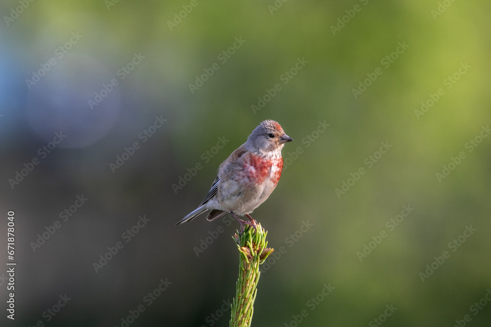 (Linaria cannabina - Common Linnet) Linnet on top of a spruce branch (Linaria cannabina - Common Linnet) Linnet on top of a spruce branch