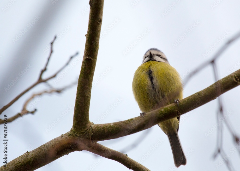 Blue Tit (Cyanistes caeruleus) Spotted Outdoors in Ireland Blue Tit (Cyanistes caeruleus) Spotted Outdoors in Ireland