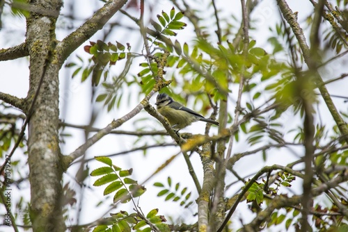 Blue Tit (Cyanistes caeruleus) Spotted Outdoors in Ireland