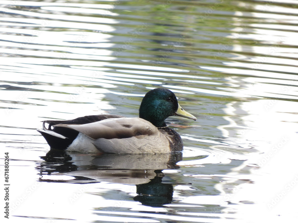 duck in pond