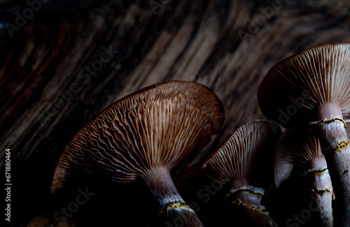 Macro of young honey mushrooms on a dark wooden board. Blur and selective focus. Low key photo