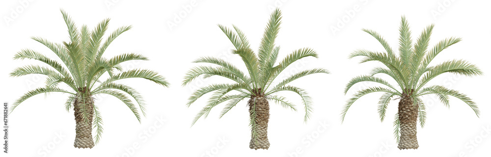 Phoenix canariensis palm tree on transparent background, tropical plant, 3d render illustration. - obrazy, fototapety, plakaty 