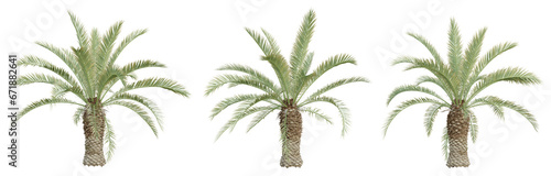 Phoenix canariensis palm tree on transparent background, tropical plant, 3d render illustration.