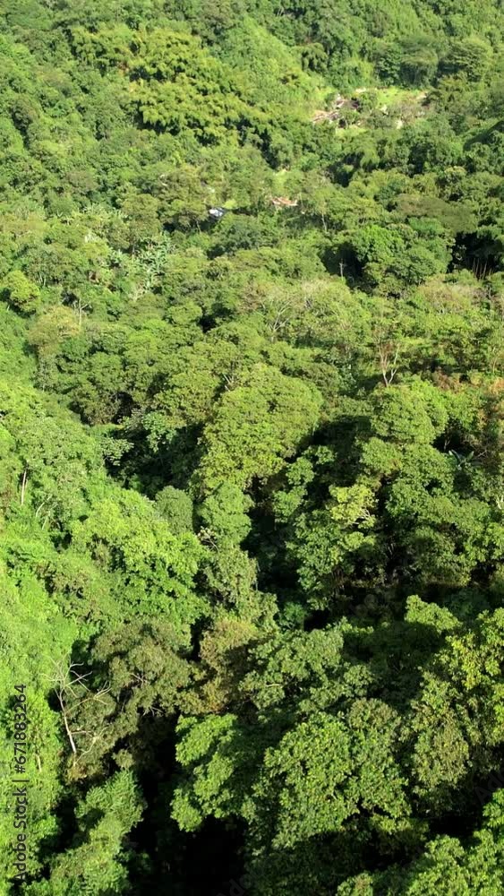 Aerial view of a forest on a sunny morning Aerial view of a forest on a sunny morning