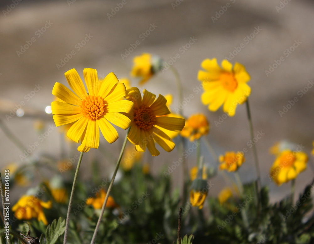 Obraz premium Florecillas amarillas