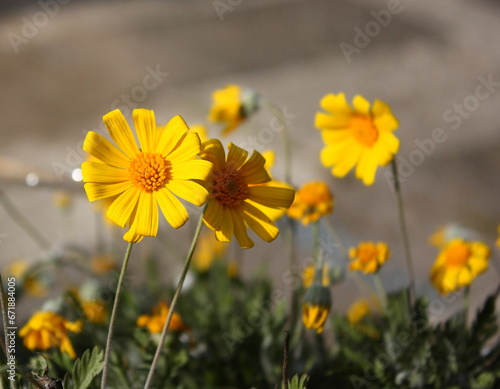 Florecillas amarillas photo