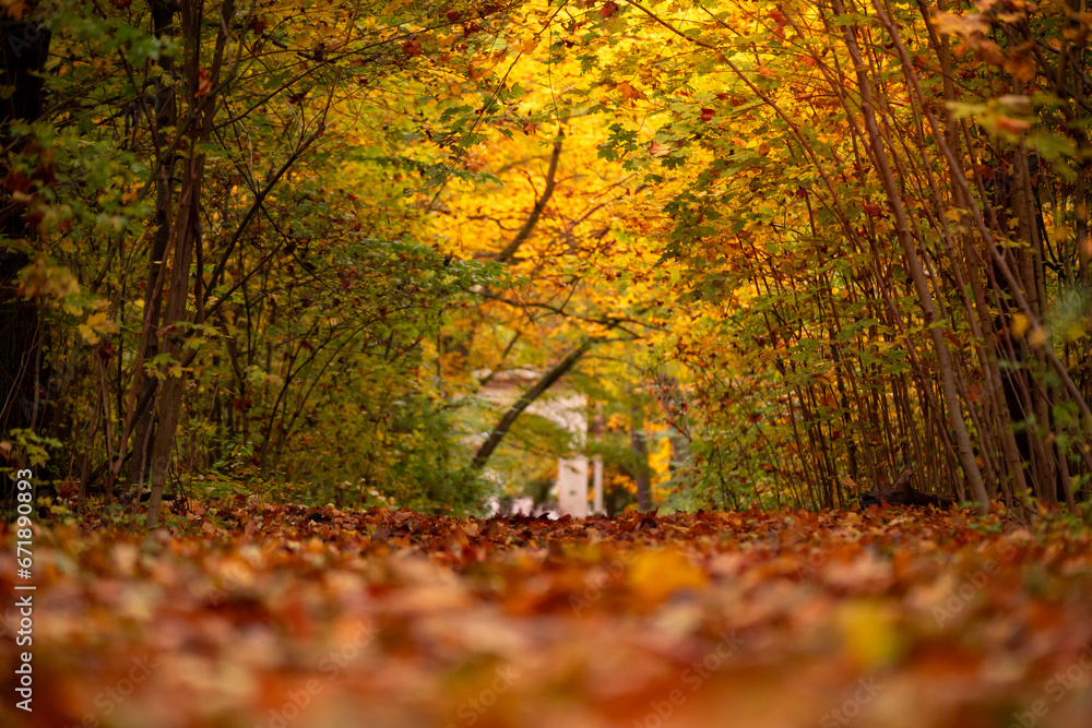 Jesienny krajobraz - kolorowe aleja w parku - obrazy, fototapety, plakaty 