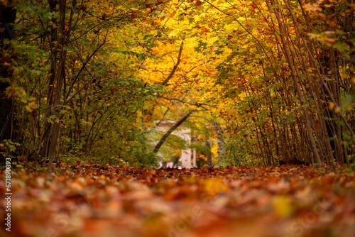 Jesienny krajobraz - kolorowe aleja w parku photo