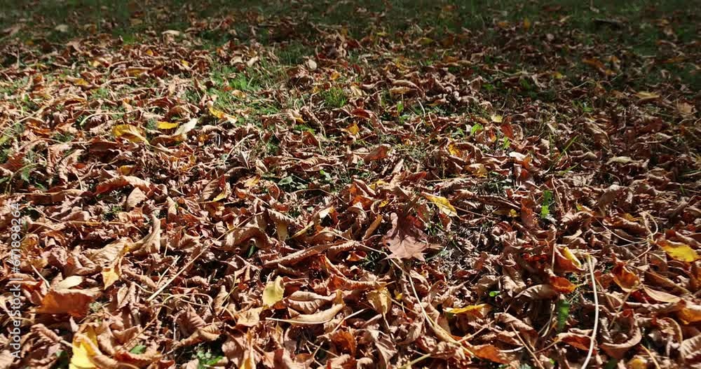 Yellowing oak foliage in the autumn season, oak foliage changing color from green to yellow orange Yellowing oak foliage in the autumn season, oak foliage changing color from green to yellow orange