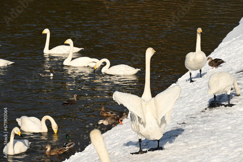 Fototapeta Naklejka Na Ścianę i Meble -  湖畔で羽を広げる白鳥