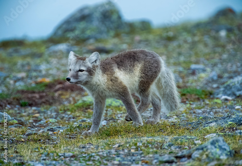 Arctic Fox - Svalbard