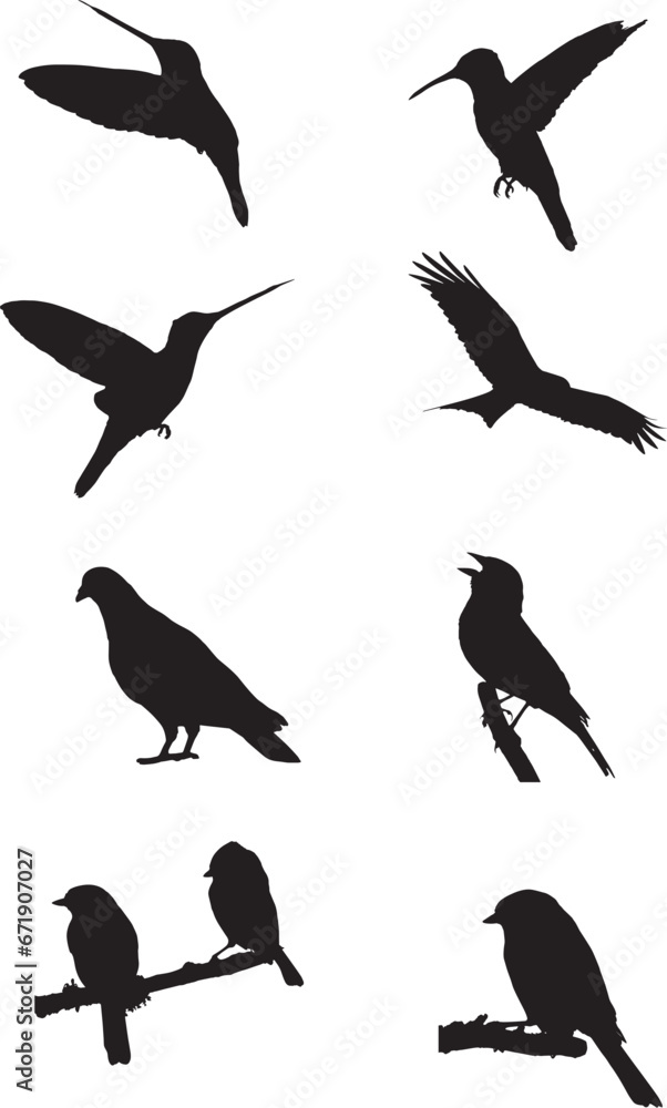 Birds silhouette