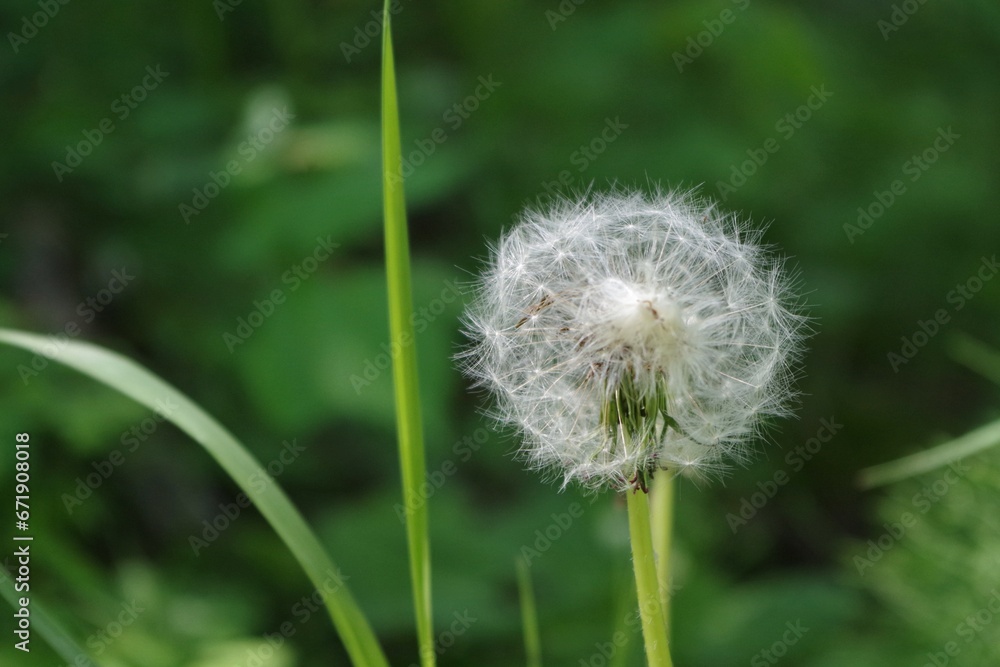 Fototapeta premium dandelion head