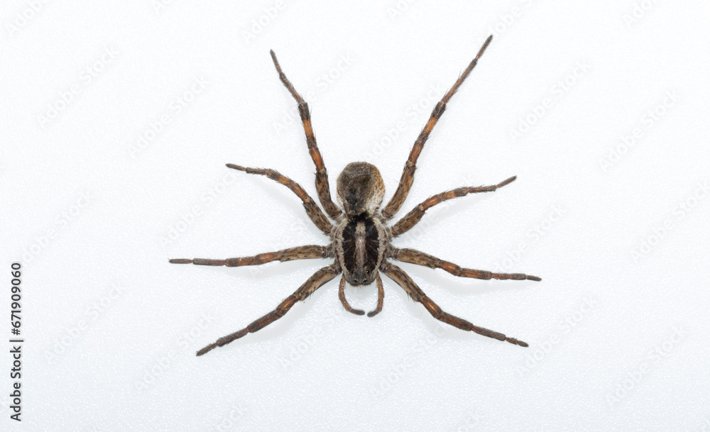 Hogna radiata is a species of wolf spider. Hogna radiata is a species of wolf spider.