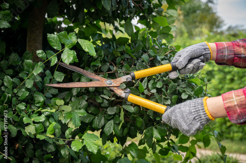 Gardener using a scissor to shearing and pruning plants in the garden.