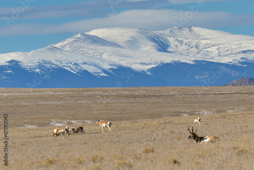 Pronghorn Antelope in South Park