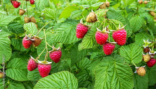 The raspberry plantation is a vibrant sea of green leaves and ripe red berries.