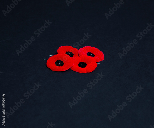 Remembrance Day poppy flowers