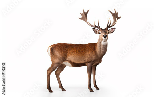Majestic deer standing with antlers