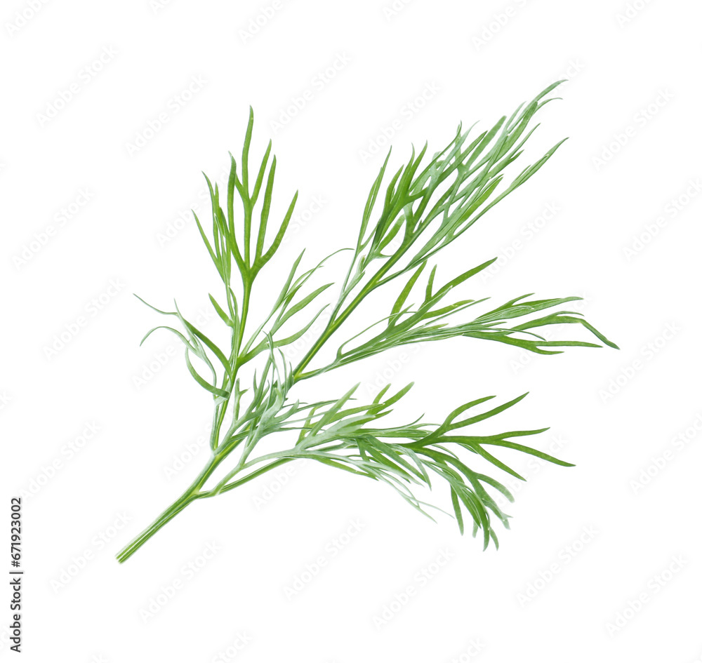 Fototapeta premium One sprig of fresh dill isolated on white