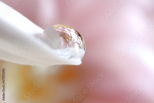 Macro photo of beautiful flower reflected in water drop on white petal against blurred pink background. Space for text