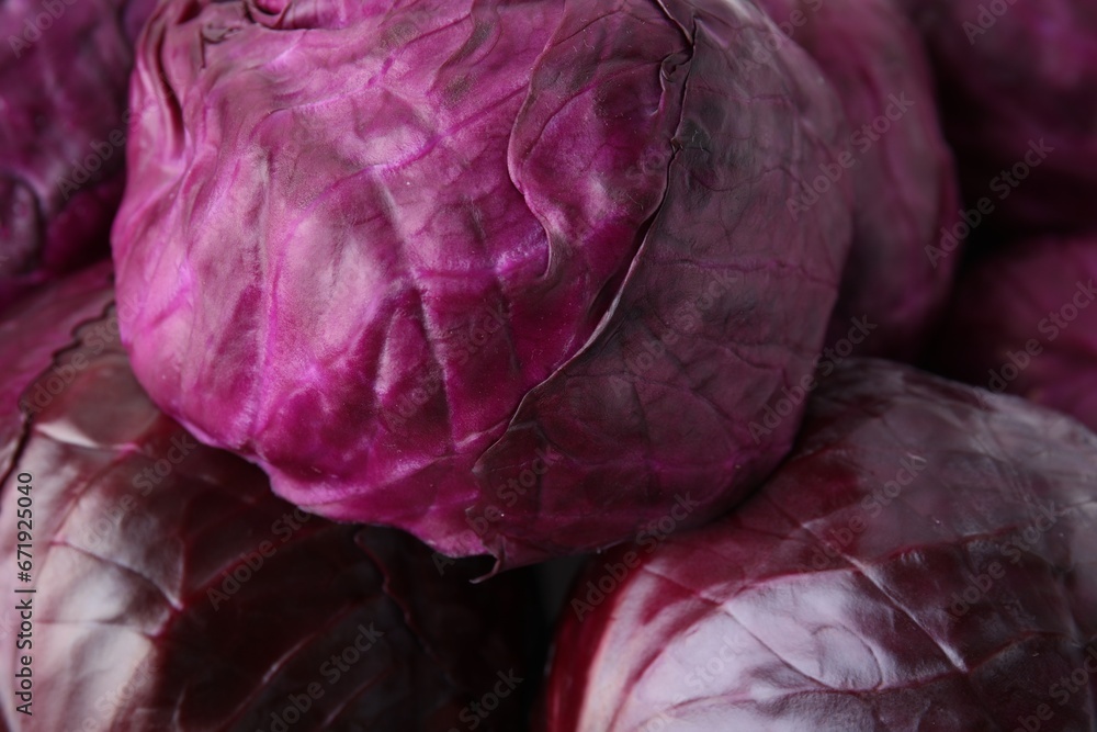 Obraz premium Many whole red cabbages as background, closeup